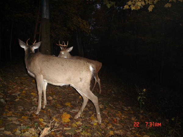 8 point buck and a spike